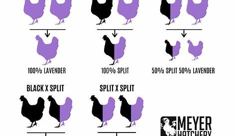 Meyer Hatchery | Chicken breeds chart, Lavender orpington chickens