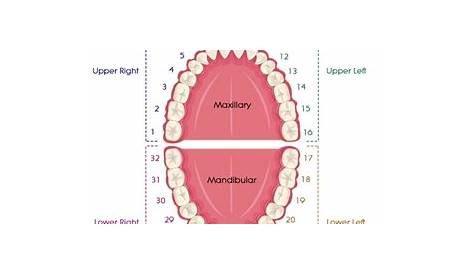 Tooth numbering systems in dentistry | News | Dentagama