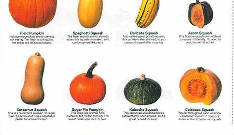 Winter Squash guide | Squash varieties, Cooking basics, Fresh fruits and vegetables