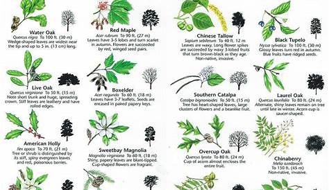 The Campsite — Trees Identification Garden Trees, Garden Plants, Trees