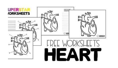 heart worksheet 2nd grade