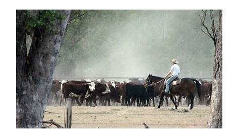 show circuit sales cattle