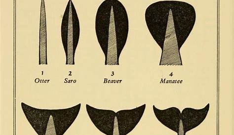 whale tail identification chart