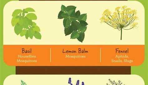 vegetable garden compatible plants chart