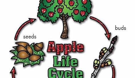 life cycle of an apple tree worksheets