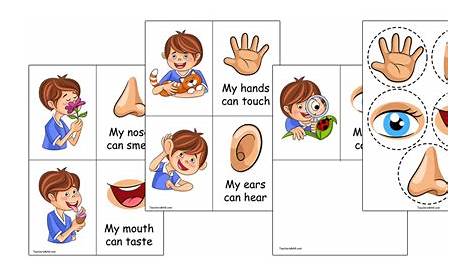 Five Senses Activity for Preschool Students. TeachersMag.com