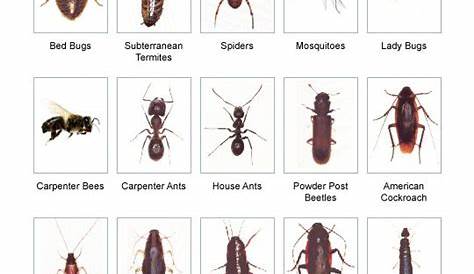 Bed Bug Identification Chart | bug-identification2 | CHARTS of all