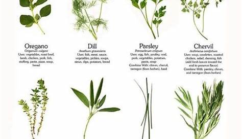 common herbs and uses