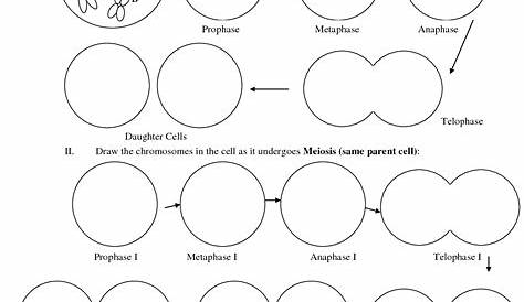 9 Best Images of Skin Coloring Worksheet - Black and White