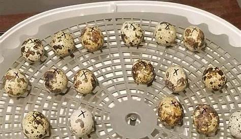 10 Tips on Hatching Quail Eggs – Beginner’s Guide