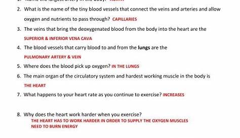 Grade 5 Human Body Systems: Circulatory System Study Guide