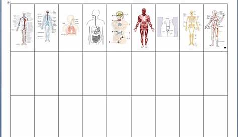 printable human body systems worksheets