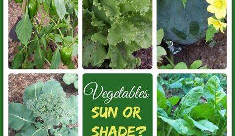 vegetable sunlight requirement chart
