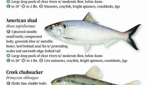 Florida freshwater fish - garetfreaks