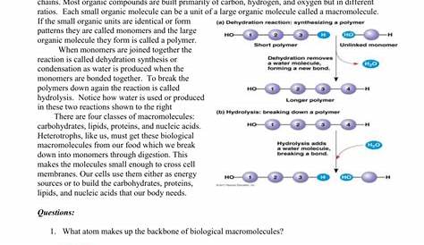 macromolecules worksheet answers biology