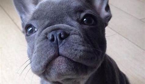 french bulldog different colors