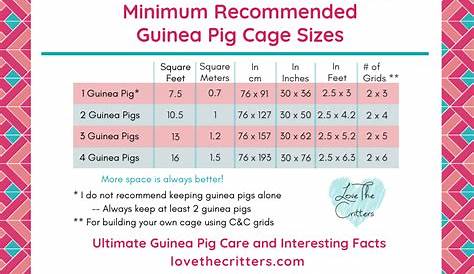 guinea pig cage size chart