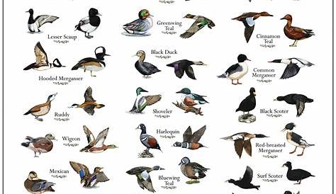 Bandygrass: 58 Ducks - "The Duck Hunter's Dilemma"