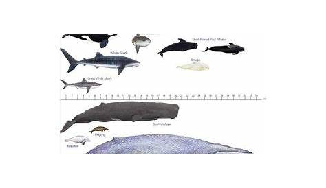 whales by size chart