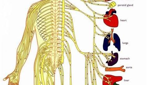 Jamaica Scientific Research Institute | Nervous system anatomy, Human