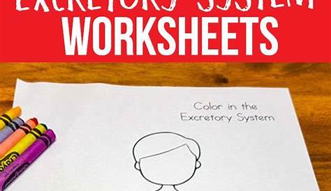 Excretory System Worksheets for Elementary Students | Excretory system