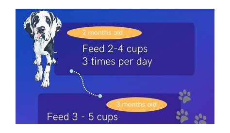 How Much Does It Cost To Feed a Great Dane? - Dog Pricing