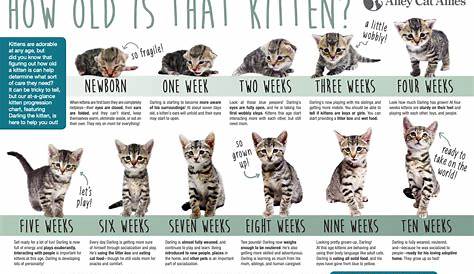 Kitten Growth Chart - REGISTERED BENGALS