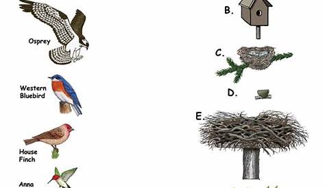 Match the Western Birds to their Nests