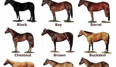American Quarter Horse Color Chart | Horse breeds, Horse color chart