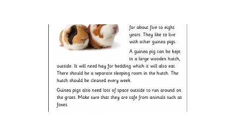 guinea pig worksheet science genetics