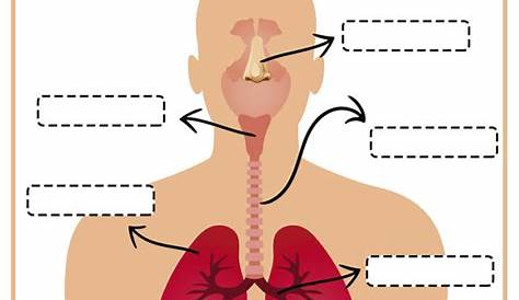 the respiratory system worksheets