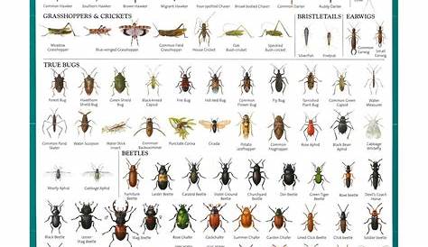 Pest Identification Chart | Home > Concise Insect Guide | CHARTS of all
