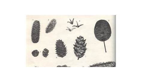 Things Your Grandmother Knew: Pine Cone Identification