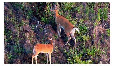Whitetail Deer Age Chart and What to Look For - Feed That Game