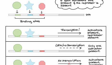 gene expression worksheets answer key