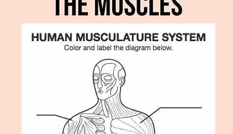 Muscle Diagram | Muscle diagram, Human anatomy, physiology, Life science