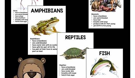 lesson plan on amphibians and reptiles