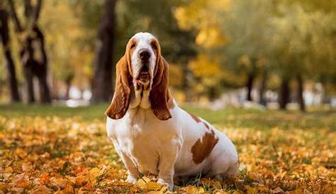 Basset Hound Colors: 10+Color Combinations & Markings