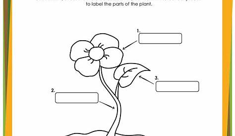 life cycle of a flower printable worksheet