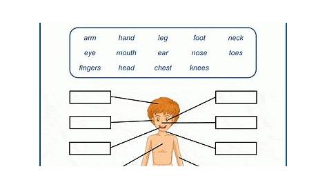 worksheets on human body systems