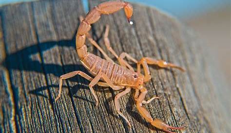 How Does a Scorpion Decide When to Sting? - JSTOR Daily