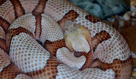 How Common Are Snake Attacks in Oklahoma? | INTEGRIS