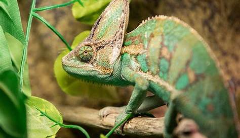 Veiled Chameleon Colors: Mood Color Chart & Meanings (with Pictures