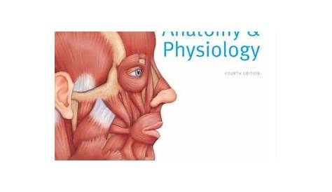 Laboratory Manual for Anatomy & Physiology / Edition 4 by Elaine N