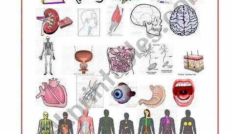 Anatomy - ESL worksheet by donapeter