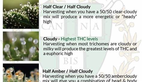 fully developed trichome harvest chart