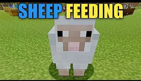 what do sheep like to eat in minecraft