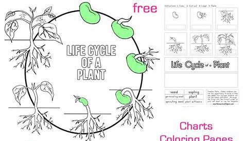 Seed to Plant Coloring and Worksheets | Plants worksheets, Life cycles, Plant life cycle