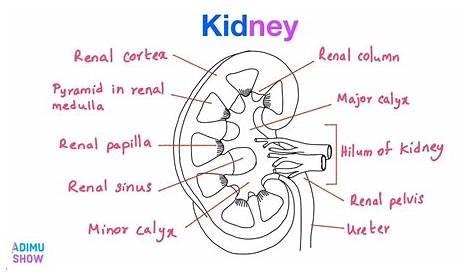 label the schematic drawing of a kidney