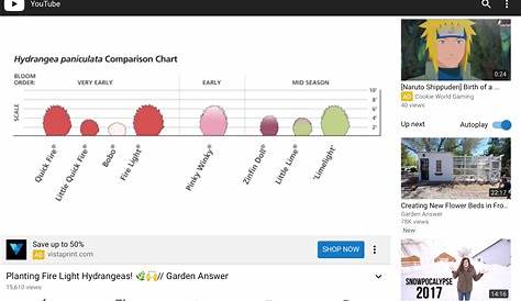hydrangea bloom time chart